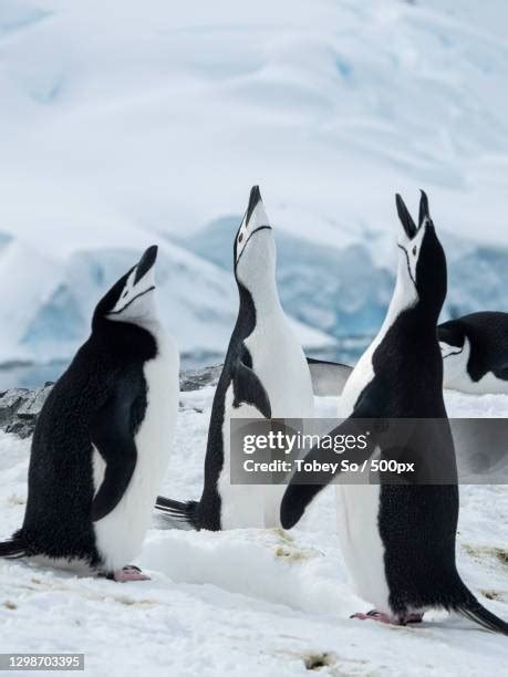 Adele Penguins Photos and Premium High Res Pictures - Getty Images