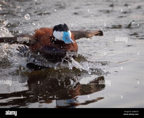 A Male Ruddy Duck With A Blue Beak Struts His Stuff During A Mating