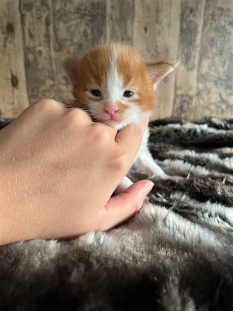 Maine Coon Kitten Mit Stammbaum Elzach Tabby Deine Tierwelt De