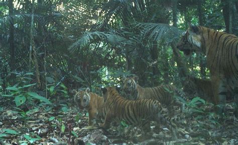 Penemuan 4 Ekor Anak Harimau Malaya Beri Sinar Harapan Baharu Buzzkini