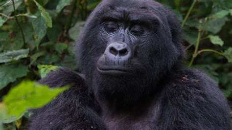 Uganda Introduces New Gorilla Families For Gorilla Trekking In And