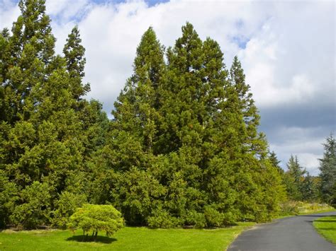 Cryptomeria Japonica ‘yoshino Kiefer Nursery Trees Shrubs Perennials