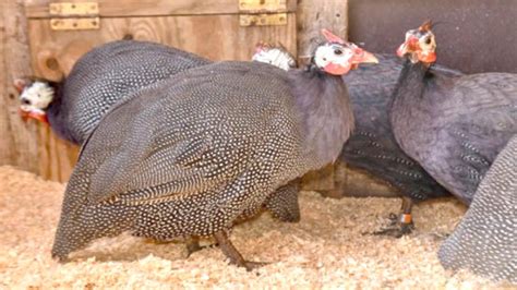 How To House Guinea Fowl Daily Trust