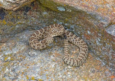 Prairie Rattlesnake