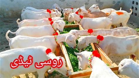 Russian Teddy Goats Pure Breed Of Pakistan 03156703674 Khan G Goat Farm