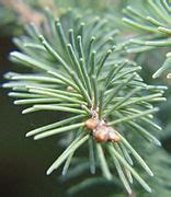 Category Pinaceae Needles Wikimedia Commons