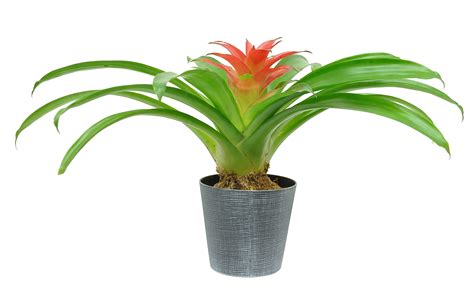 Costa Farms Live Indoor 12in Tall Green Bromeliad Bright Indirect Sunlight Plant In 4in