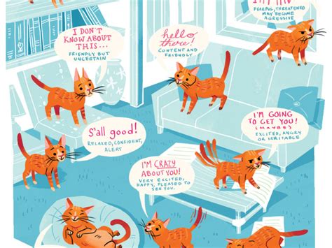 What Your Cats Tail Position Is Trying To Tell You A Visual Guide