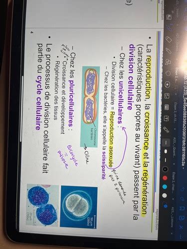 Chapitre Le Cycle Cellulaire Flashcards Quizlet