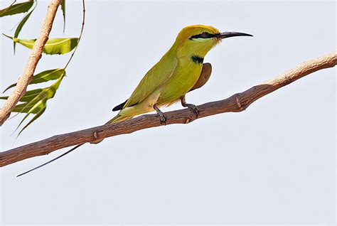 Little Green Bee Eater