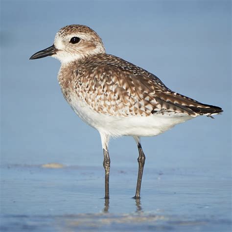 Black Bellied Plover Dan And Angies Bird Compendium