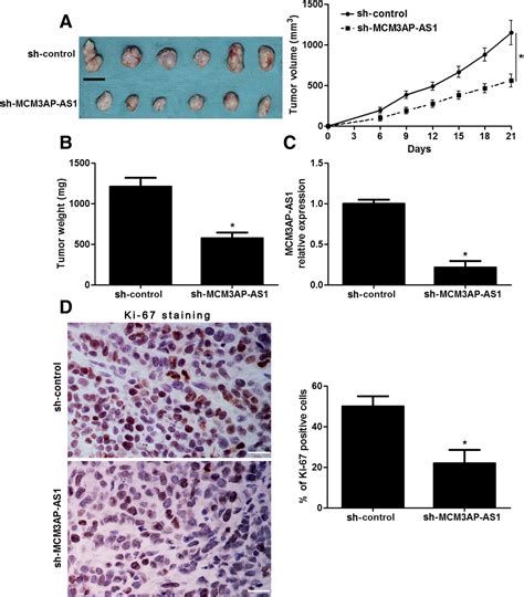 A Novel Lncrna Mcm3ap As1 Promotes The Growth Of Hepatocellular