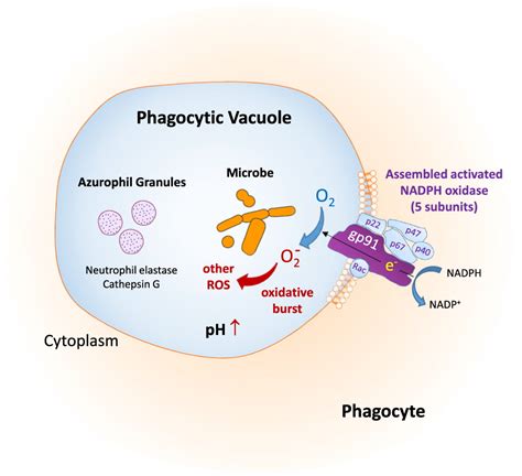 Chronic Granulomatous Disease Pathophysiology