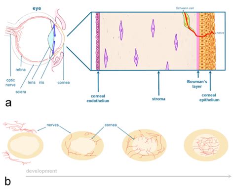 Corneal Epithelium Layers