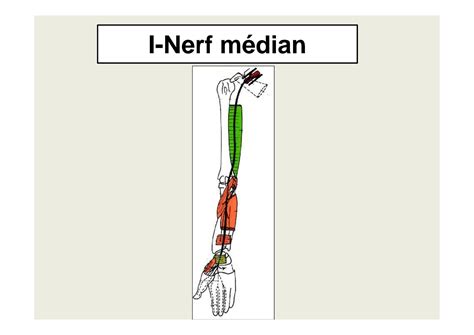 Solution Nerf Musculo Cutan Et M Dian Studypool