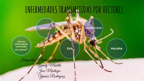 Enfermedades Transmitidas Por Vectores By Jose J Montoya M On Prezi