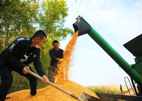 全省秋收生产全面结束 粮食生产实现“十九连丰”澎湃号·媒体澎湃新闻 The Paper