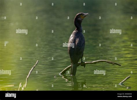 The Great Cormorant Phalacrocorax Carbo Known As The Black Shag Or