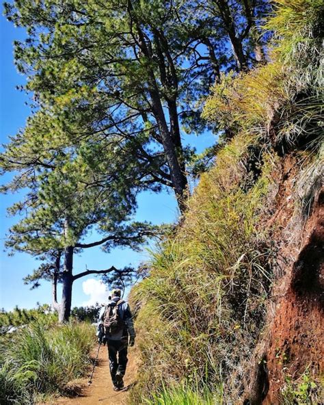 Premium Photo Rear View Of Hiker Walking In Forest