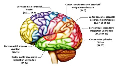 Aires Corticales Primaires Et Int Gratives Principales Vue De