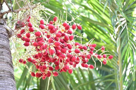 Bunches Of Normanbya Normanbyi Fruits Stock Photo At Vecteezy