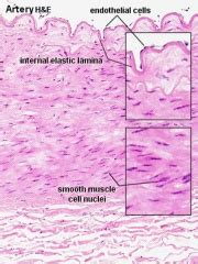 Cardiovascular System Blood Vessel Development Embryology