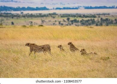 Cheetah Family Hunting Kenya Stock Photo (Edit Now) 1108453577