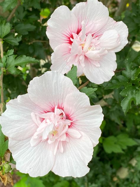 Are Hibiscus Plants Annuals Or Perennials W Pics