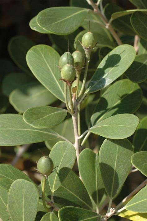 Flora Of Mozambique Species Information Individual Images Mimusops