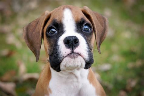 Tabla De Cuanto Chocolate Puede Matar A Un Perro