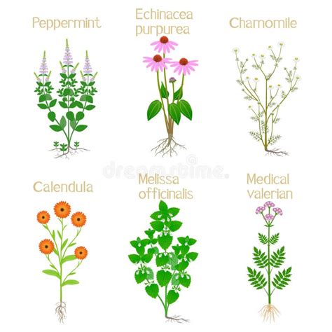 Officinalis Plants Stock Illustrations Officinalis Plants Stock