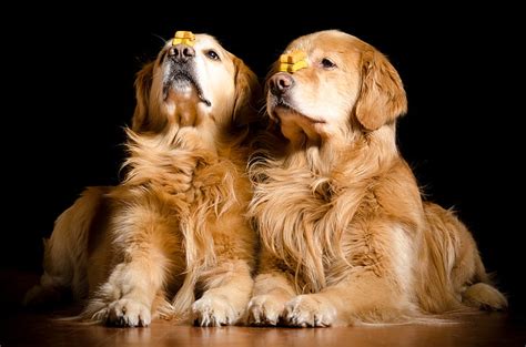 Hd Wallpaper Golden Retriever 4k Nice Image Domestic Canine Dog