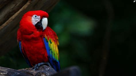 Fondos De Pantalla Aves Loro Pico P Jaro Guacamayo Fauna