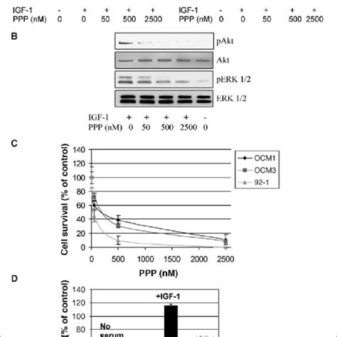 Effects Of PPP On Phosphorylation Of IGF IR And Growth Of Uveal