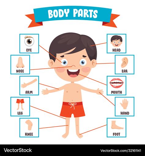 Human Body Parts Royalty Free Vector Image Vectorstock