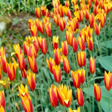 Tubergens Gem Tulip Bulbs Tulipa Clusiana High Country Gardens