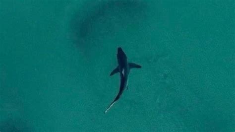 Surfing identity warns of monster sharks off North Stradbroke Island | The Advertiser