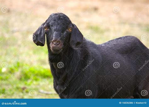 Anglo Nubian Goat Stock Photo Image Of Black Galeco 16036386