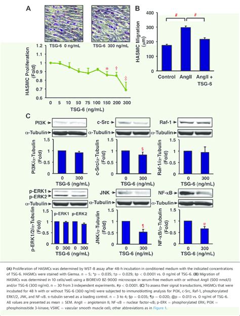 Effects Of Tsg On Proliferation Migration And Signal Transduction