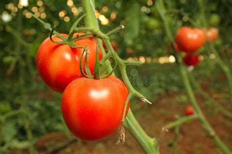 Plantaciones De Tomate En El Campo Foto De Archivo Imagen De