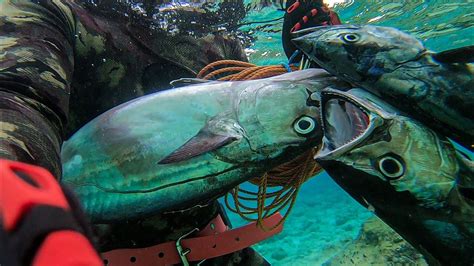 SELECTIVE HUNTING PELAGICS SPEARFISHING PHILIPPINES YouTube