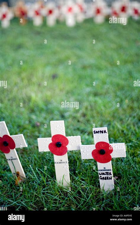 Remembrance day poppies Stock Photo - Alamy