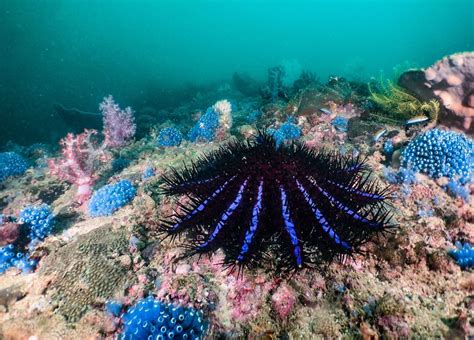 D Couvrez Ce Pr Dateur D Voreur De Corail Qui Survit Aux Vagues De