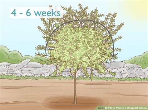 How To Prune A Dappled Willow 11 Steps With Pictures Wikihow