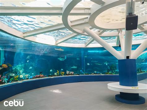 Cebu Ocean Park Things To Do In Cebu S Biggest Oceanarium