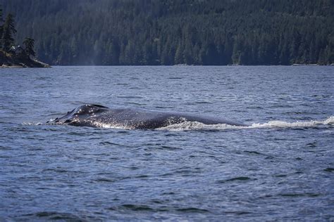 Hearing Humpback Whales Underwater Big Animal Encounters