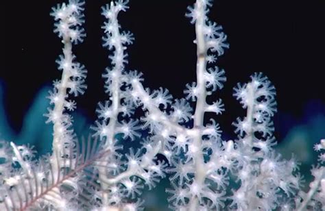 A Record Sized Deep Sea Coral Reef Was Mapped In The Atlantic And It S