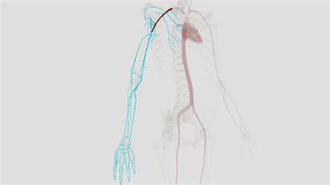 La Arteria Axilar Es Un Vaso Muscular Grande Que Viaja A Través De La