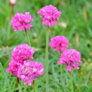 Grasnelke Düsseldorfer Stolz Armeria kaufen