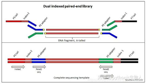 Ngs测序基础01 文库构建（library Preparation） 知乎